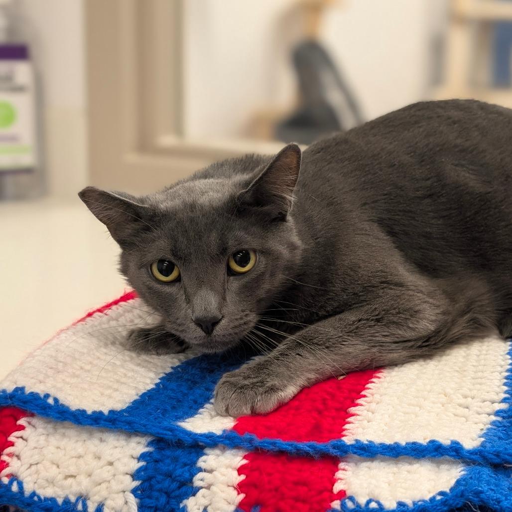 Enlarge Luni - City of Industry Location, a Adoptable mixed breed in Chino Hills, CA image 4/6