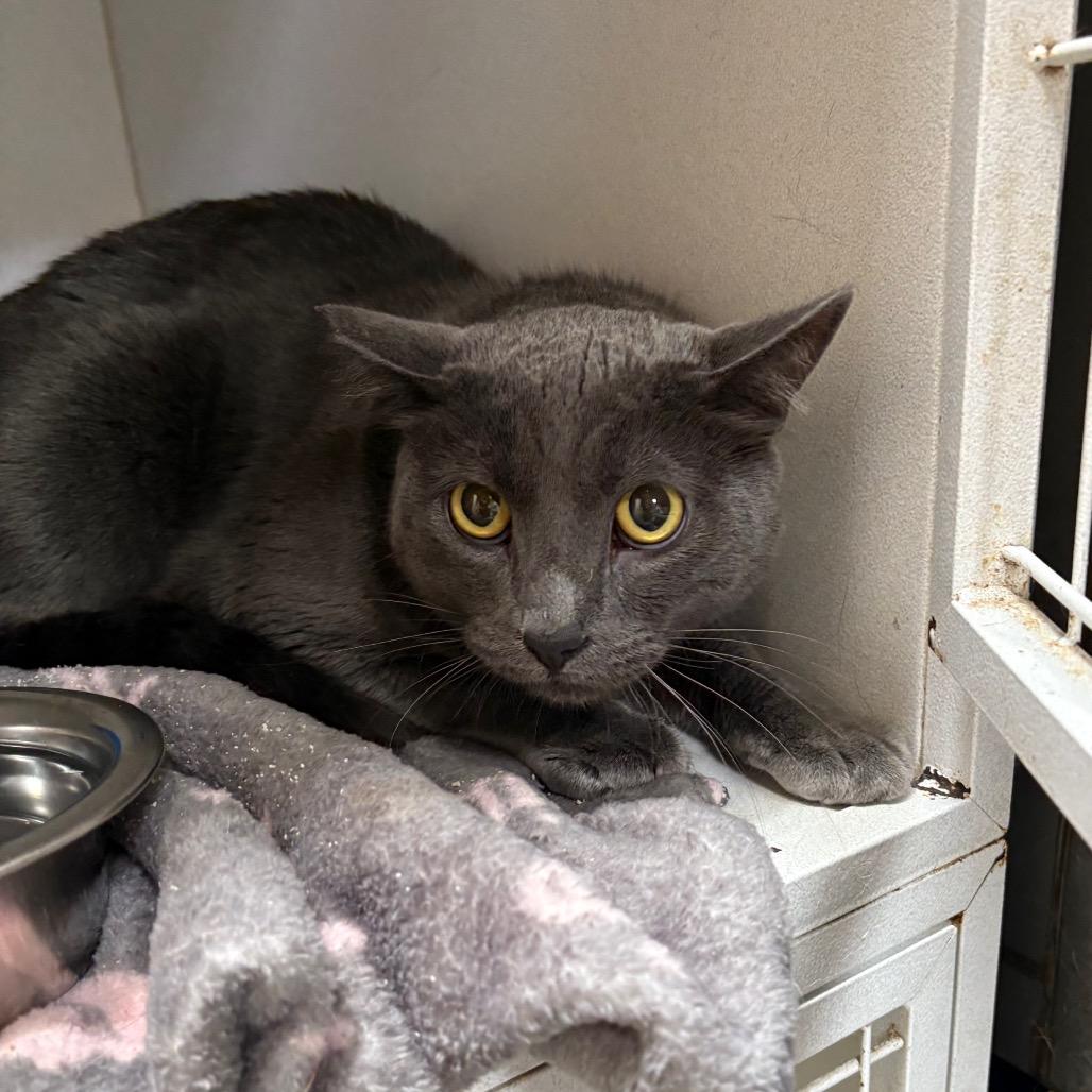 Enlarge Luni - City of Industry Location, a Adoptable mixed breed in Chino Hills, CA image 5/6