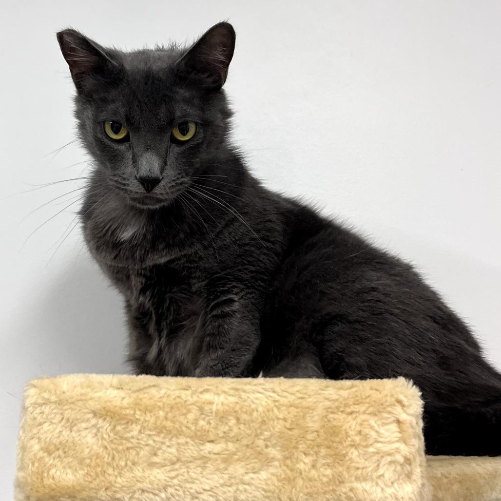 Enlarge Luni - City of Industry Location, a Adoptable mixed breed in Chino Hills, CA image 6/6