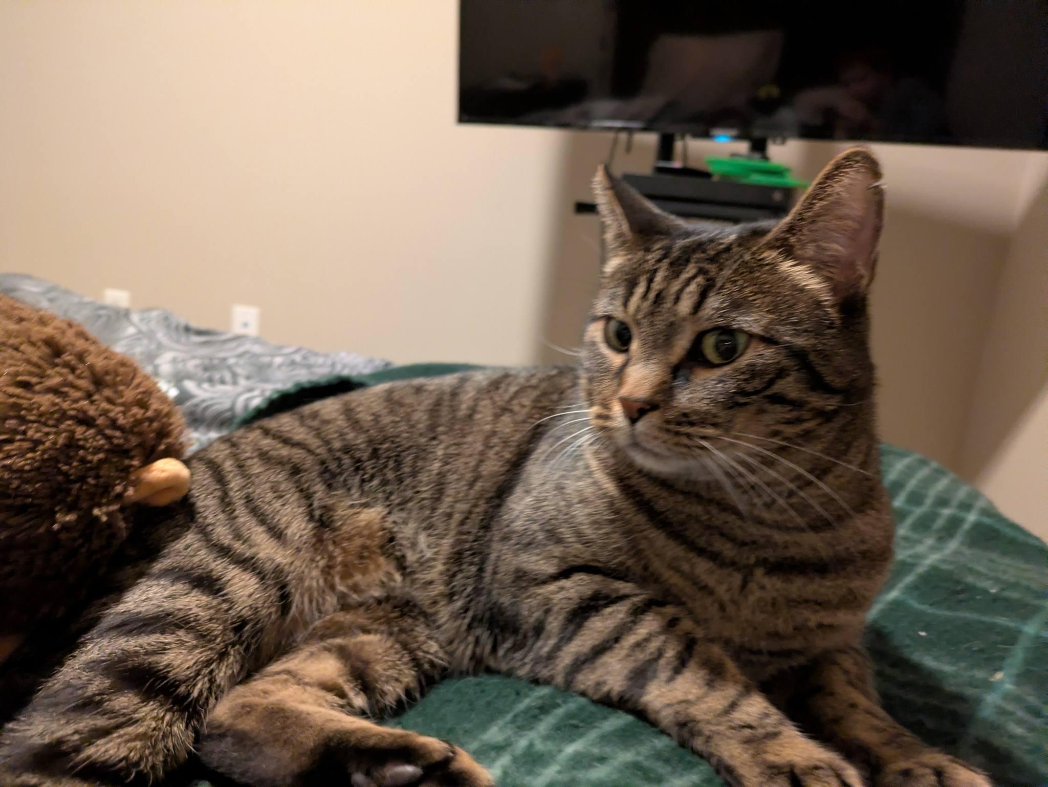 Oregano, a ADOPTABLE Domestic Short Hair in Queen Creek, AZ image 2/3