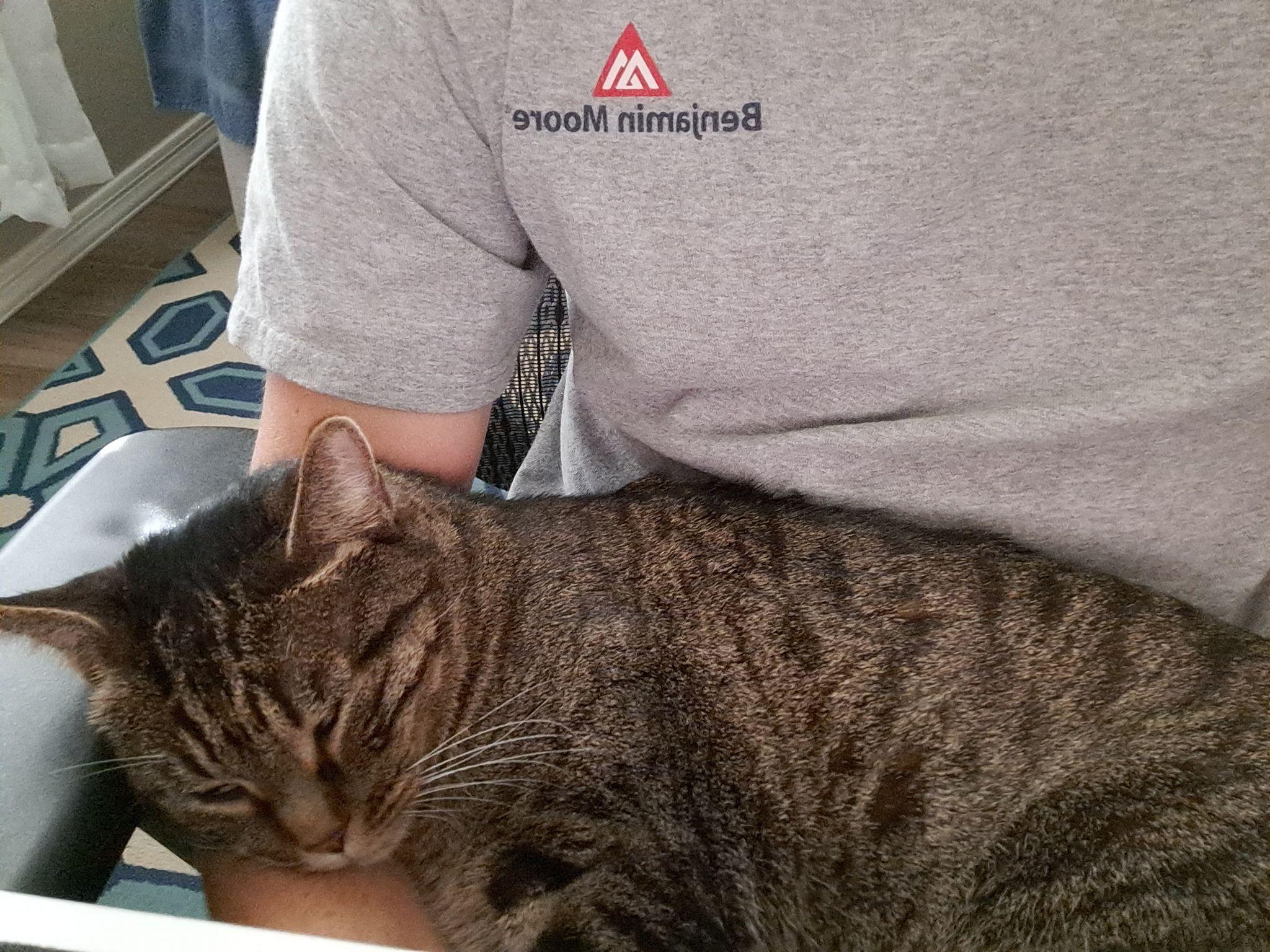 Oregano, a ADOPTABLE Domestic Short Hair in Queen Creek, AZ image 3/3