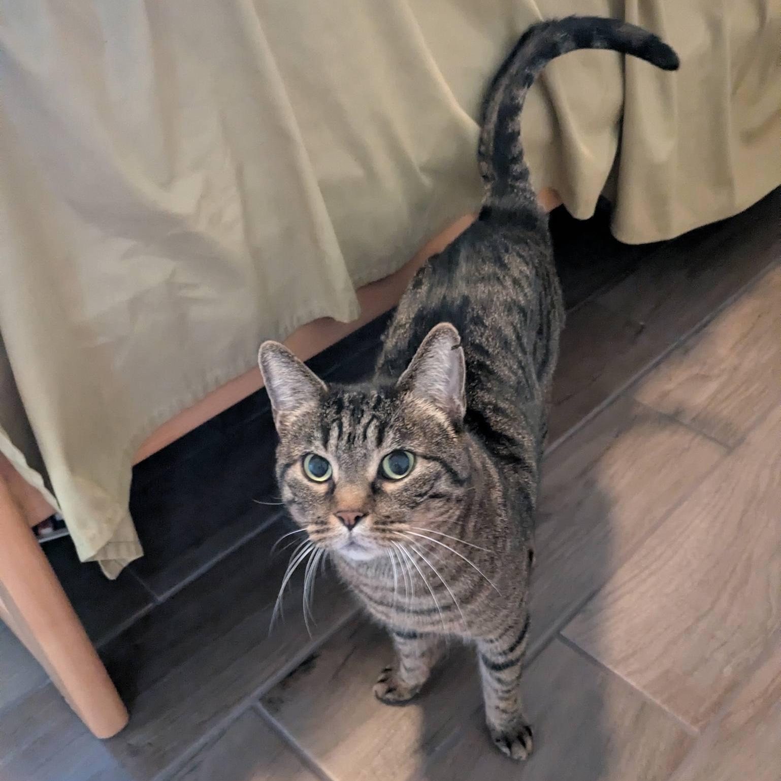 Oregano, a ADOPTABLE Domestic Short Hair in Queen Creek, AZ image 1/3