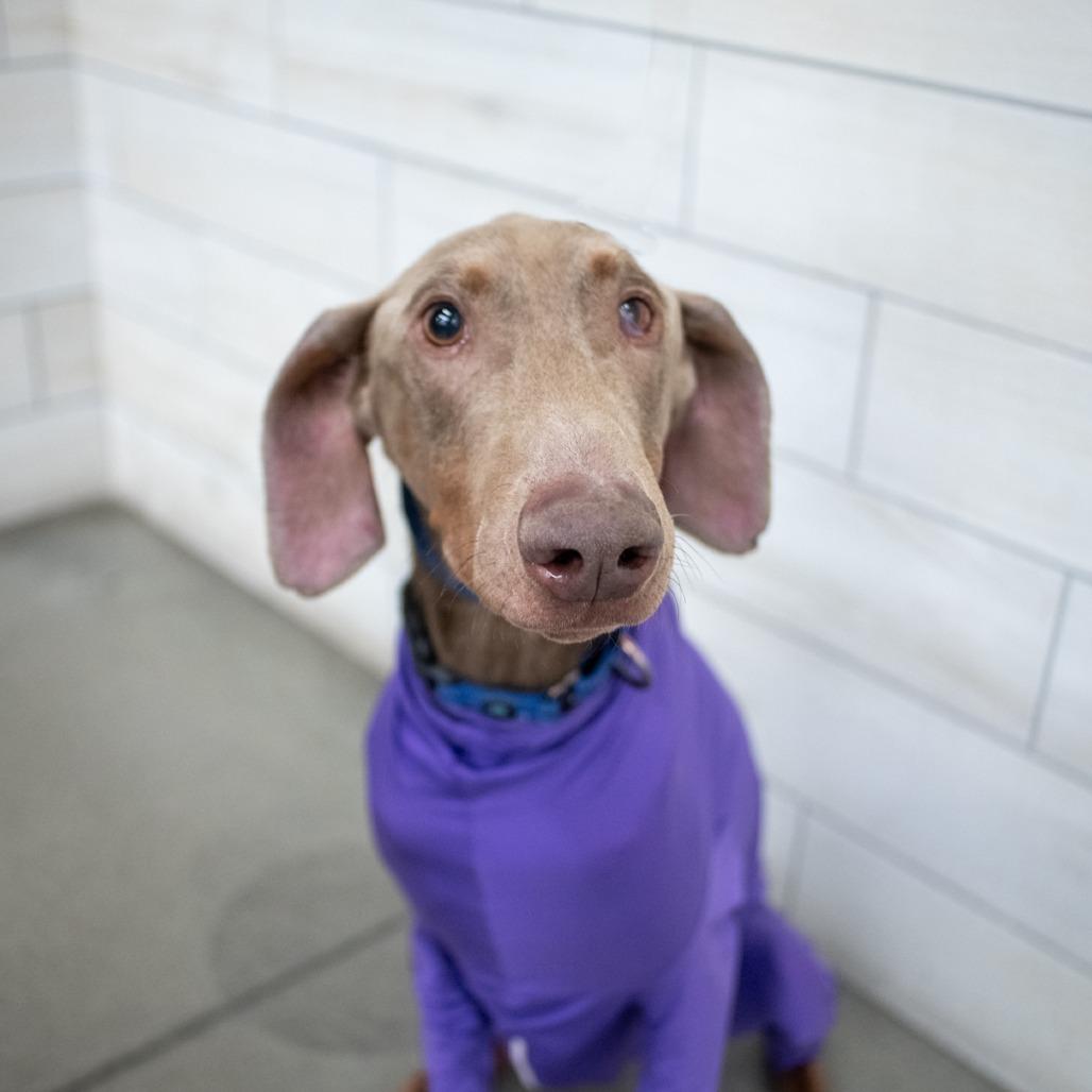 Sir Elmer Fudd, Adopted, Young Male Doberman Pinscher.