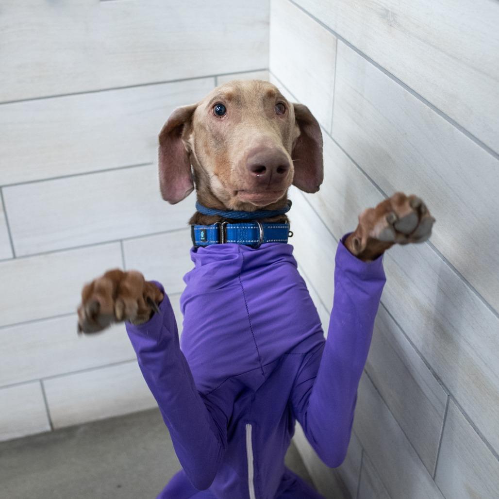 Enlarge Sir Elmer Fudd, a Adopted Doberman Pinscher in West Jordan, UT image 2/4