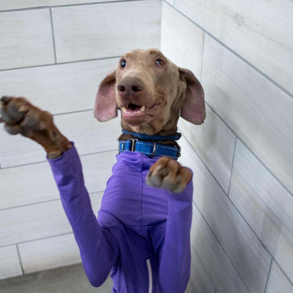 Enlarge Sir Elmer Fudd, a Adopted Doberman Pinscher in West Jordan, UT image 3/4