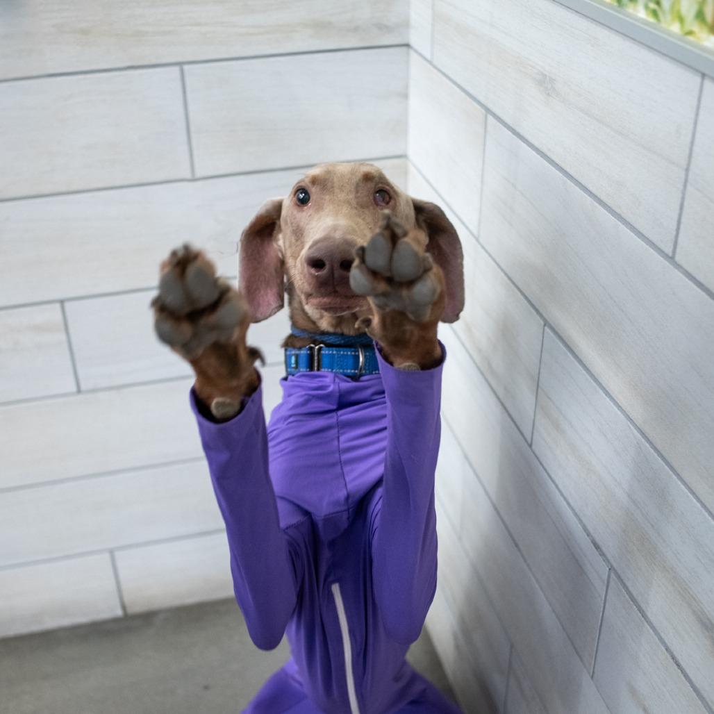 Enlarge Sir Elmer Fudd, a Adopted Doberman Pinscher in West Jordan, UT image 4/4