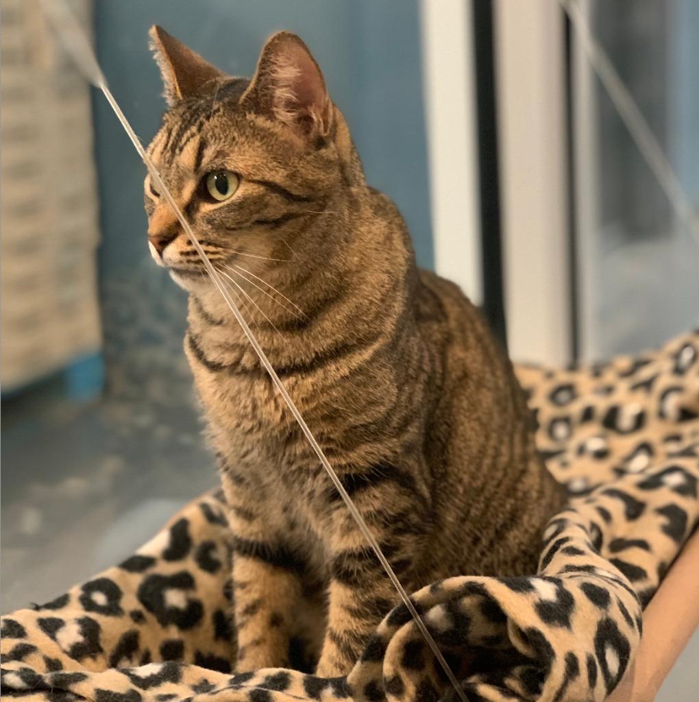 Daphne — thumbnail 2