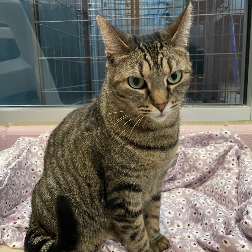 Daphne — thumbnail 3