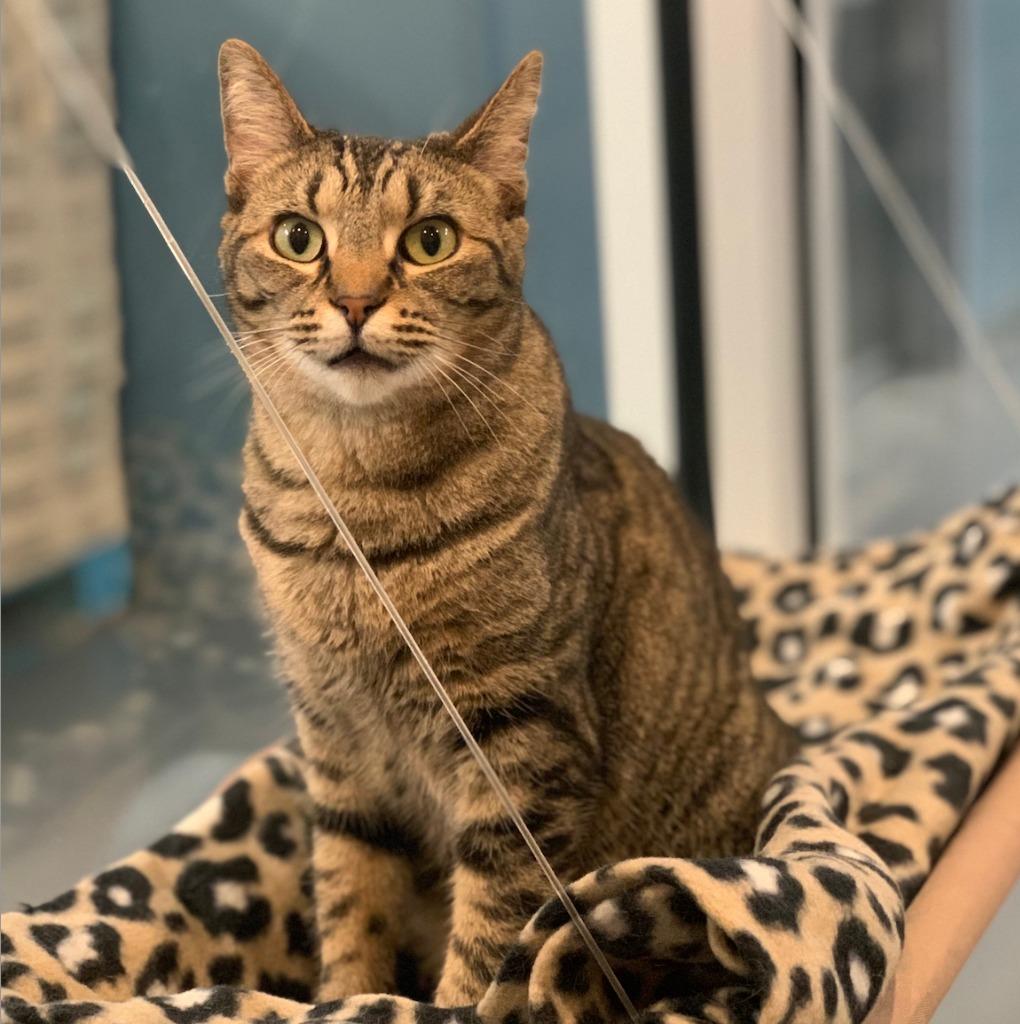 Daphne — thumbnail 4