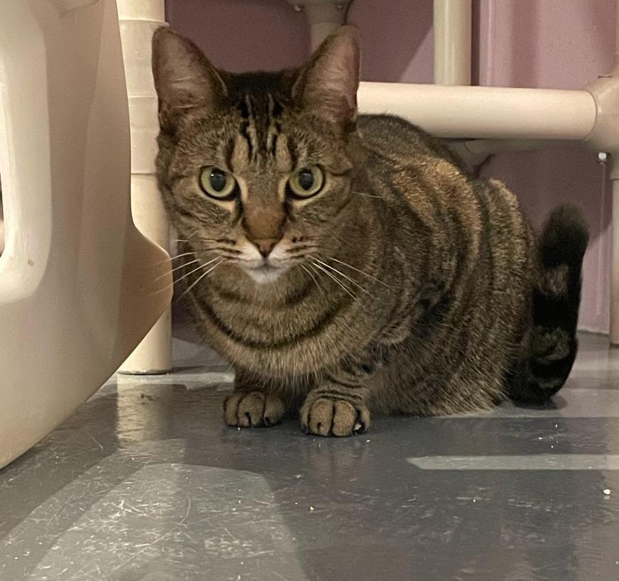 Daphne — thumbnail 5