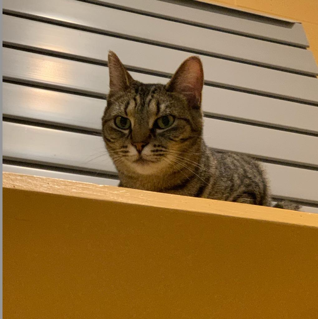 Daphne — thumbnail 6