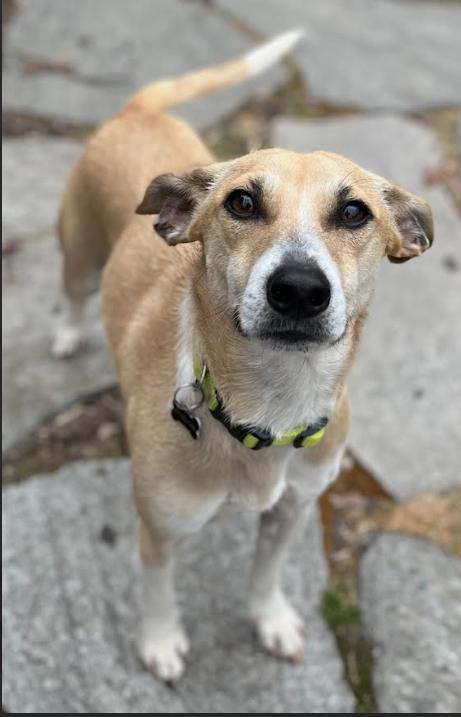 Enlarge Bunkie in RI, a Adoptable Mixed Breed in Cranston, RI image 1/3