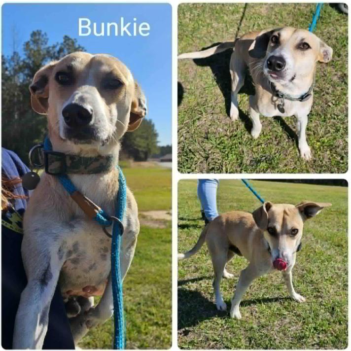Bunkie in LA, Adoptable, Adult Male Mixed Breed.