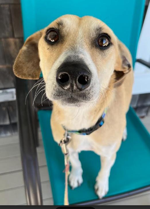 Bunkie in RI, a Adoptable Mixed Breed in Cranston, RI image 1/3