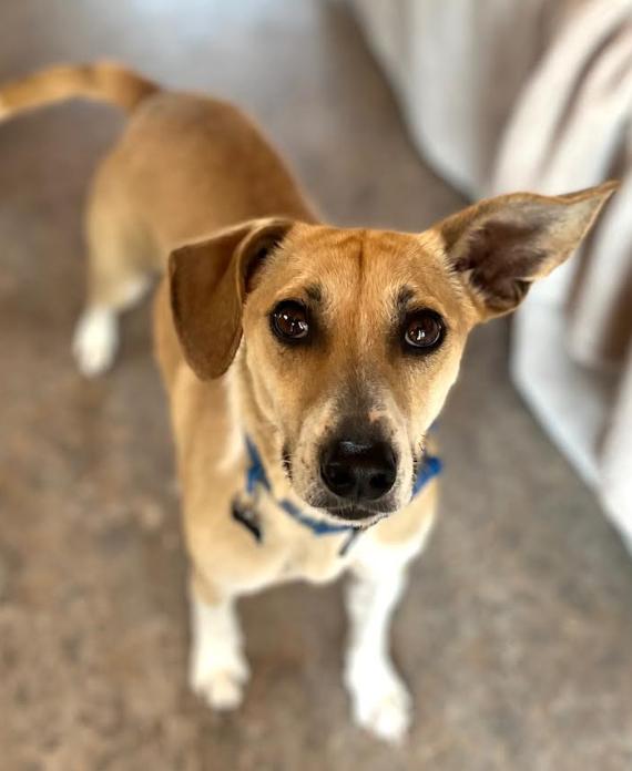 Bunkie in RI, a Adoptable Mixed Breed in Cranston, RI image 2/3