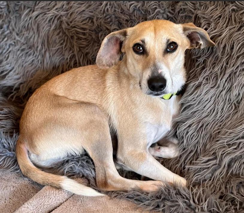 Enlarge Bunkie in RI, a Adoptable Mixed Breed in Cranston, RI image 3/3