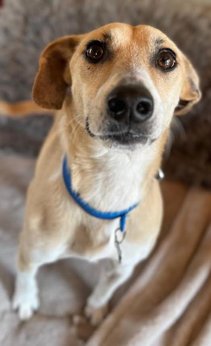 Bunkie in RI, a Adoptable Mixed Breed in Cranston, RI image 3/3