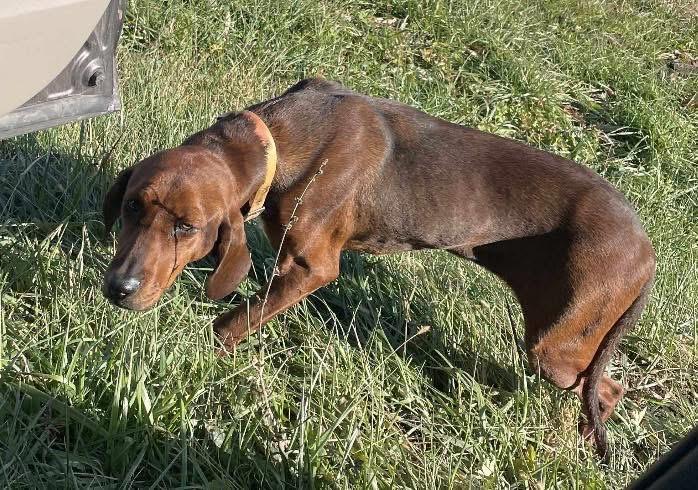 Elmira, an adopted Redbone Coonhound in Kankakee, IL image 1/2