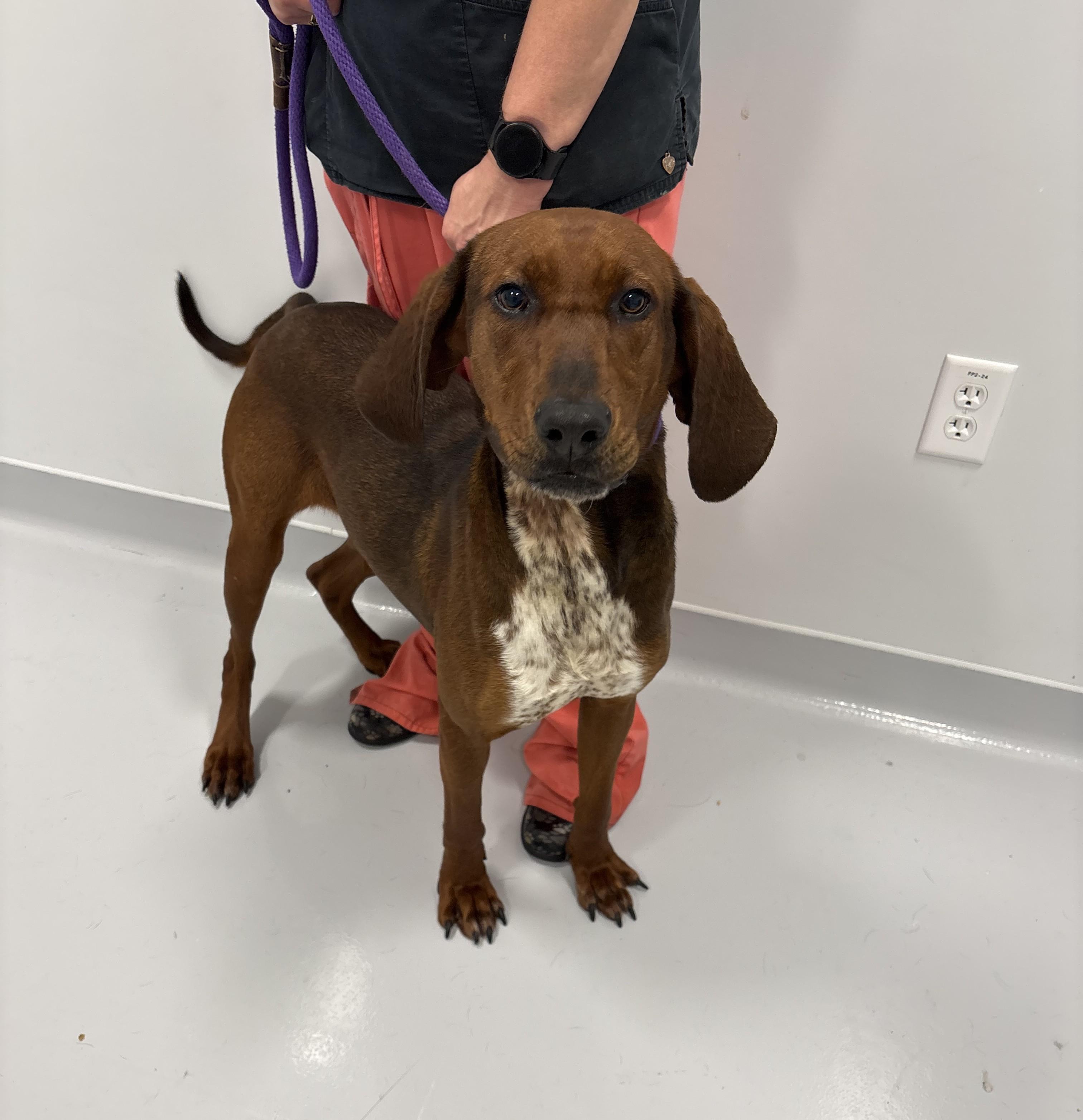 Elmira, an adopted Redbone Coonhound in Kankakee, IL image 2/2