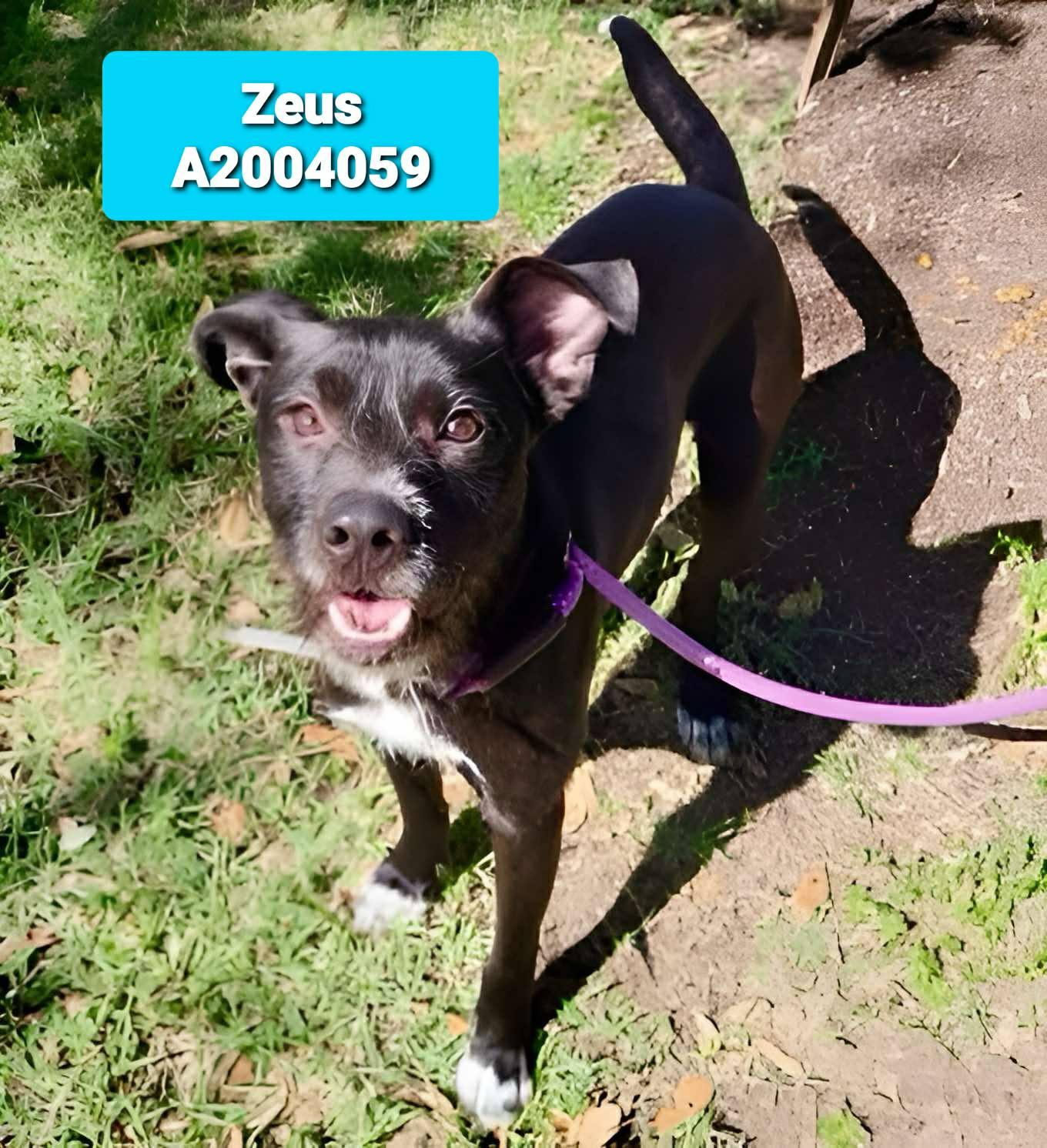 Enlarge Little Zeus, a Adoptable mixed breed in Littleton, CO image 2/2