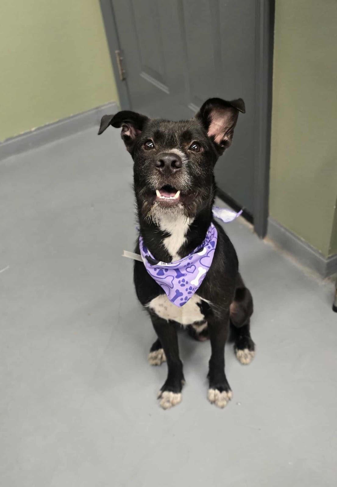 Little Zeus, Adoptable, Adult Male Schnauzer.