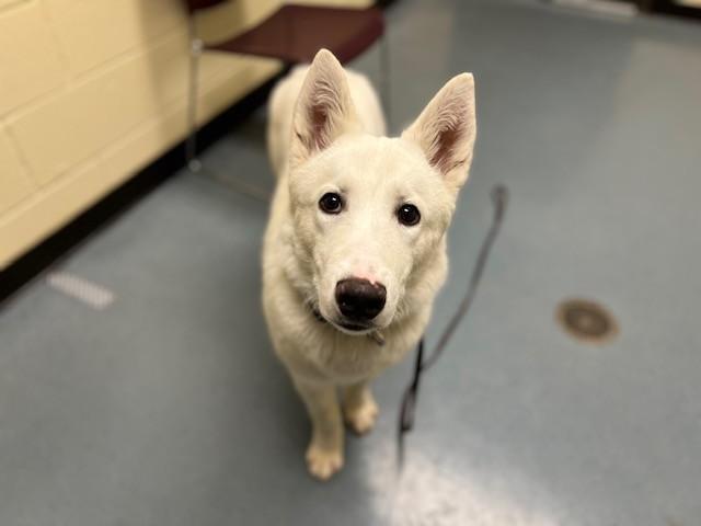 ZEUS, Adoptable, Young Male Siberian Husky & German Shepherd Dog.