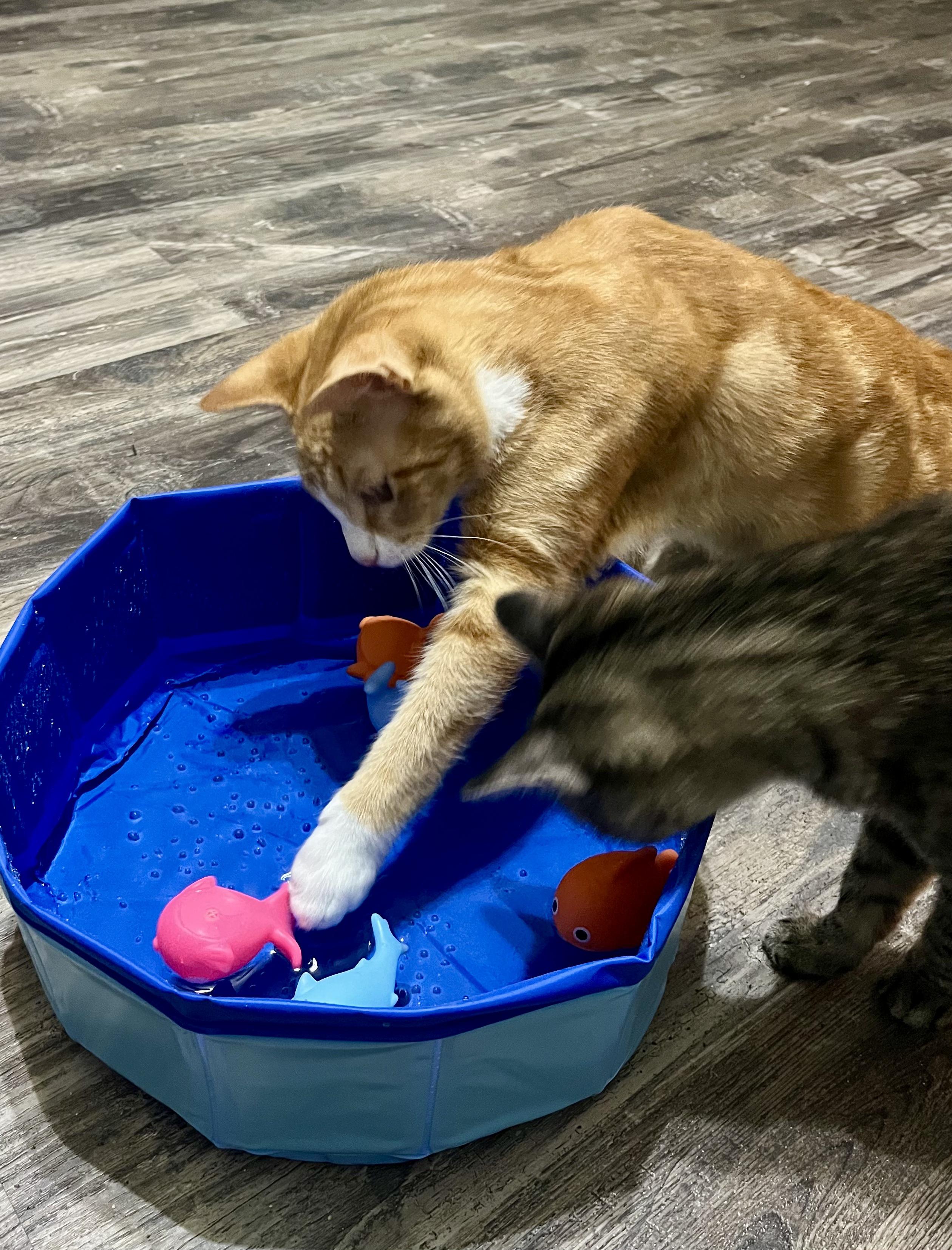 Kevin, Adoptable, Young Male Domestic Short Hair.