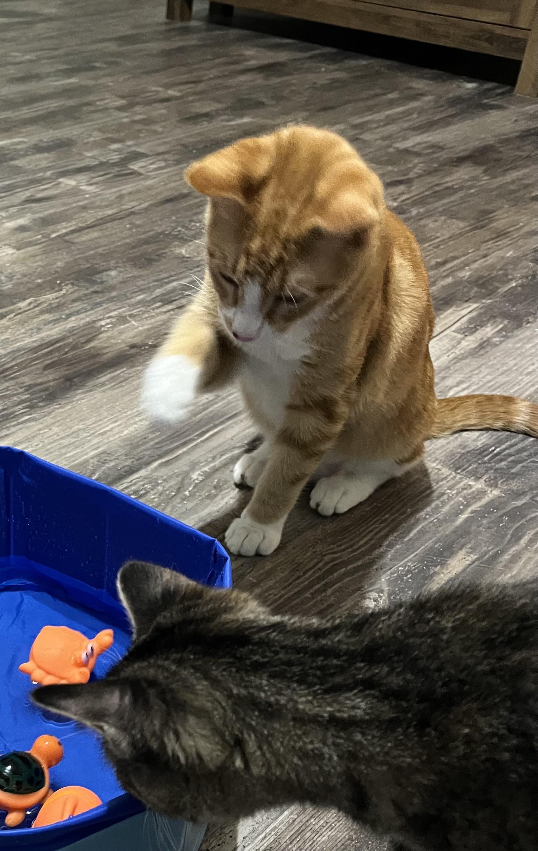 Kevin, a Adoptable Domestic Short Hair in Murfreesboro, TN image 2/5