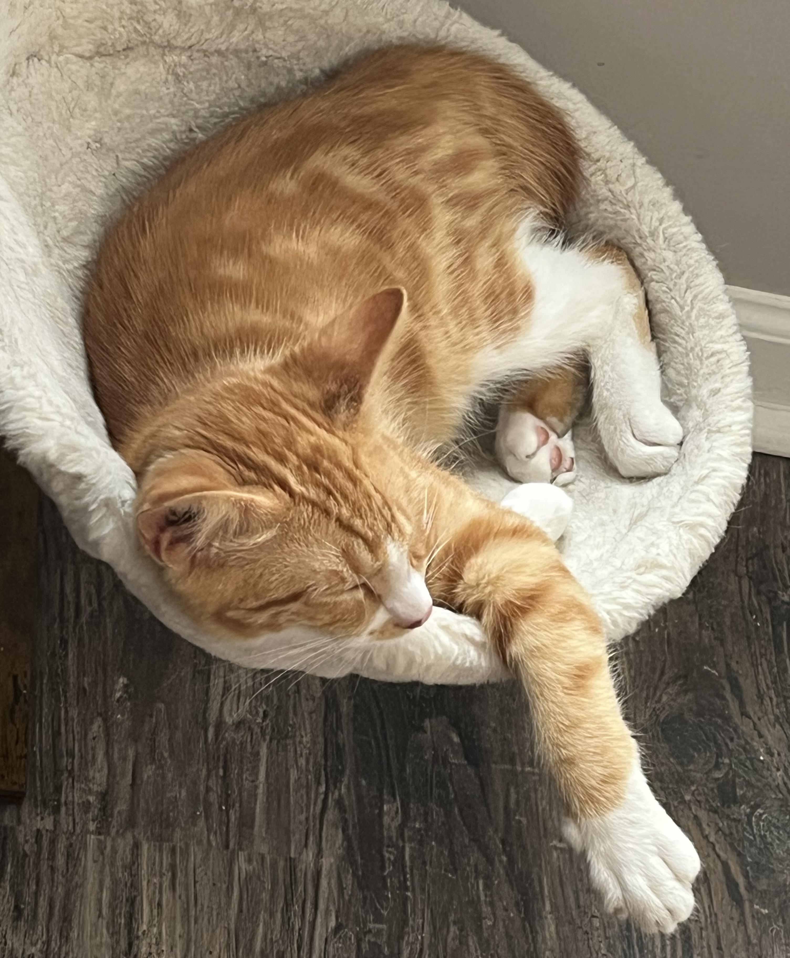 Kevin, a Adoptable Domestic Short Hair in Murfreesboro, TN image 4/5