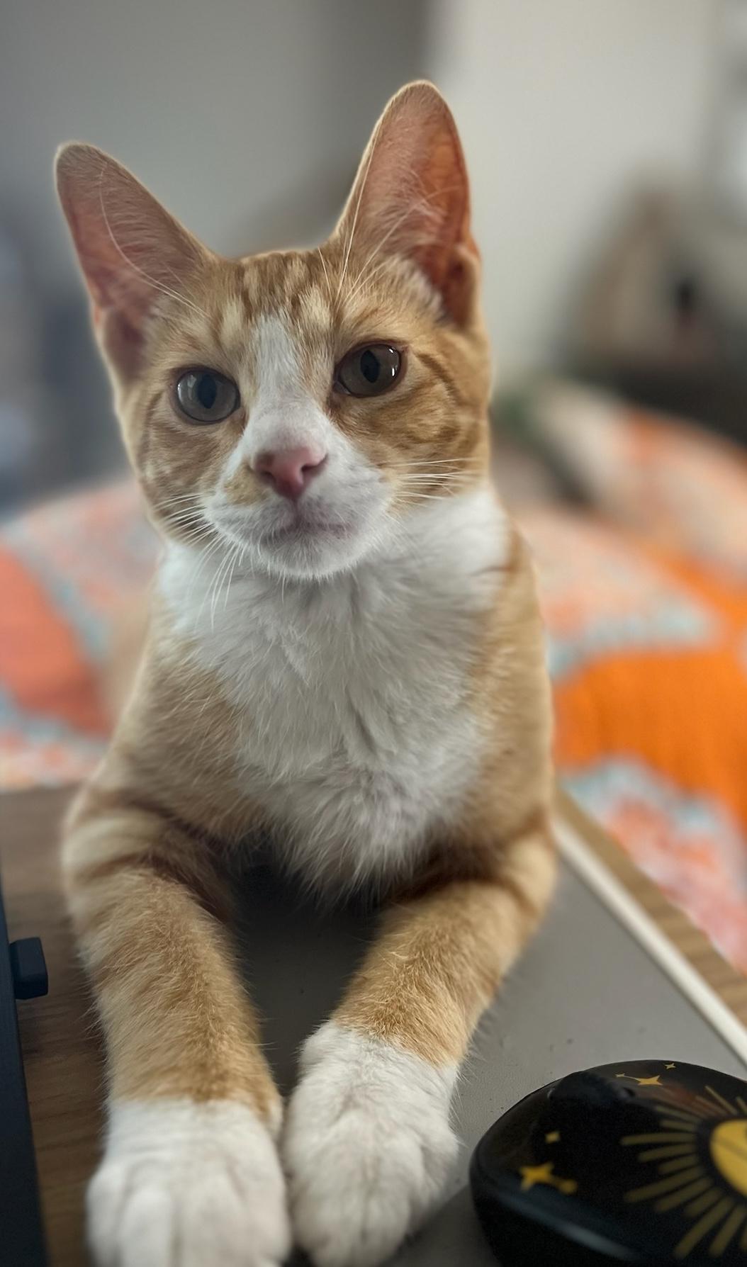 Kevin, a Adoptable Domestic Short Hair in Murfreesboro, TN image 3/5