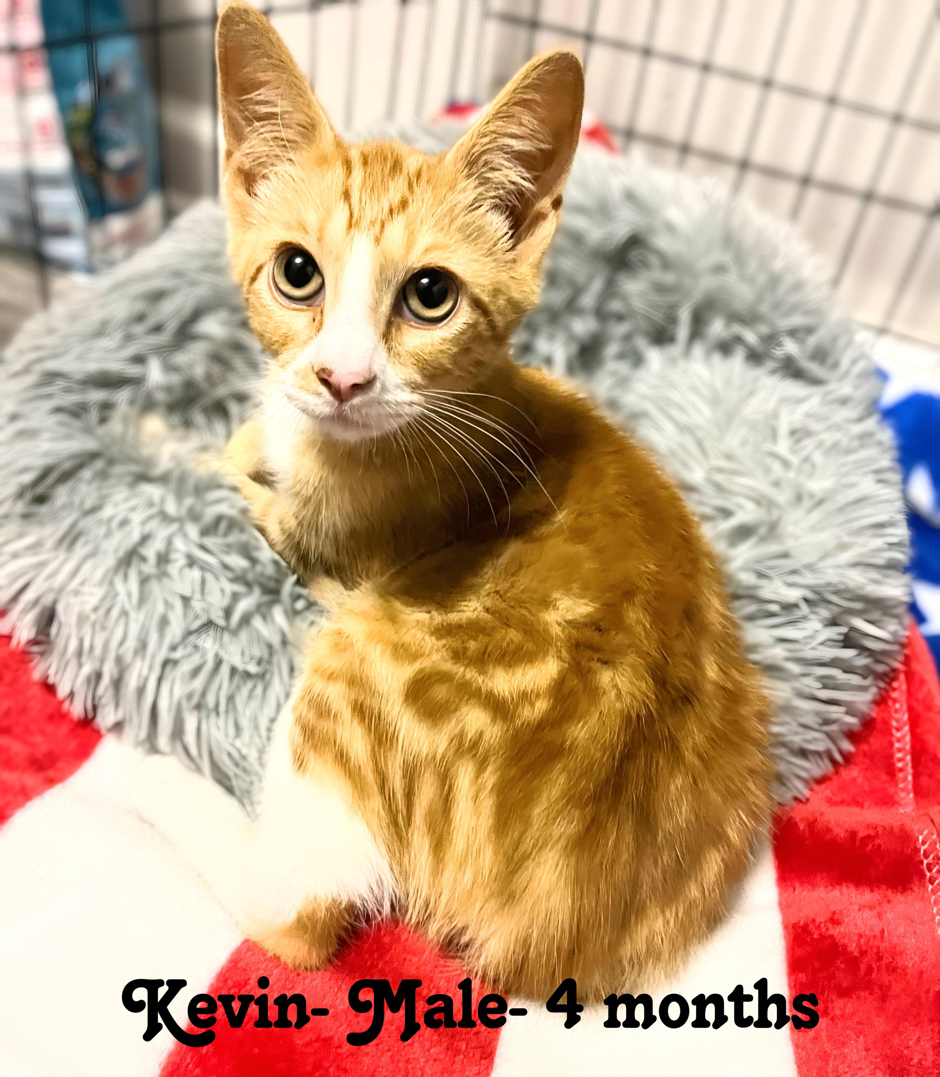 Kevin, a Adoptable Domestic Short Hair in Murfreesboro, TN image 5/5