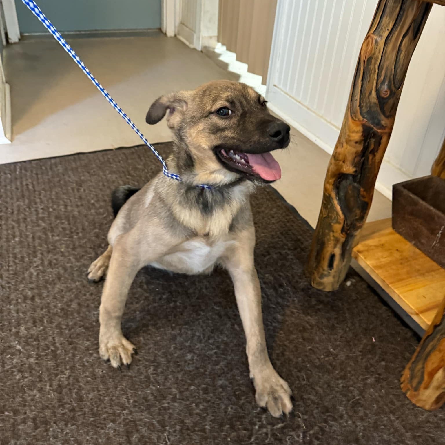 Dog for adoption MIKEY, an Akita Mix in Chicopee, MA Petfinder