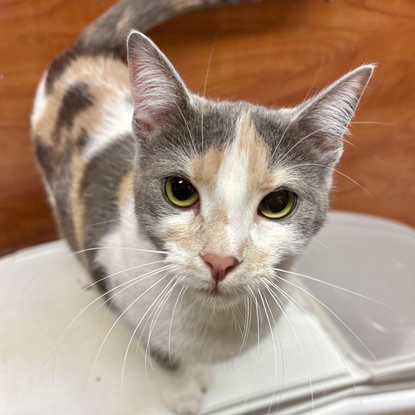 Enlarge Poke, a Adoptable Domestic Short Hair in Sonora, CA image 1/1
