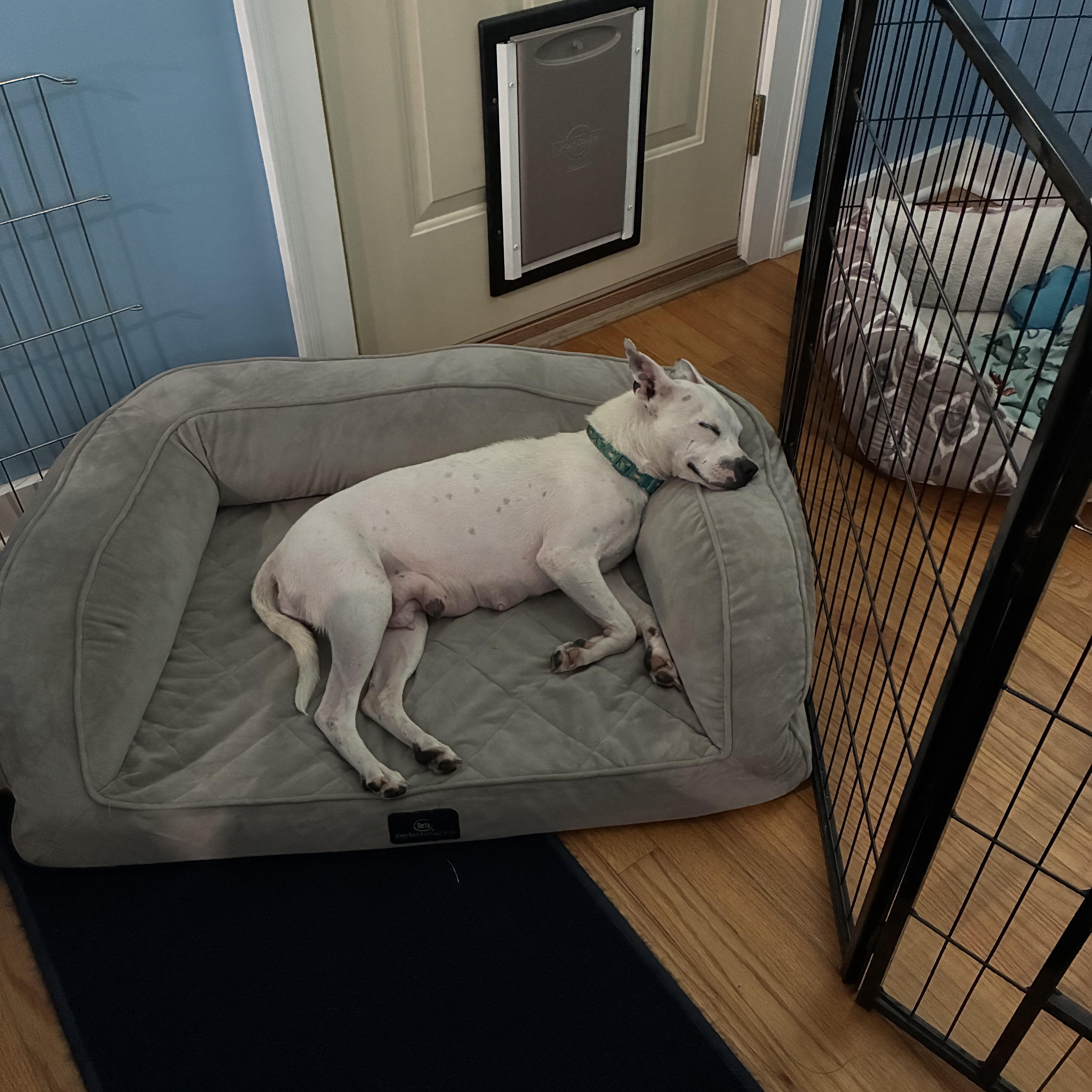 Lilianna, a ADOPTABLE mixed breed in Bartlett, IL image 5/5