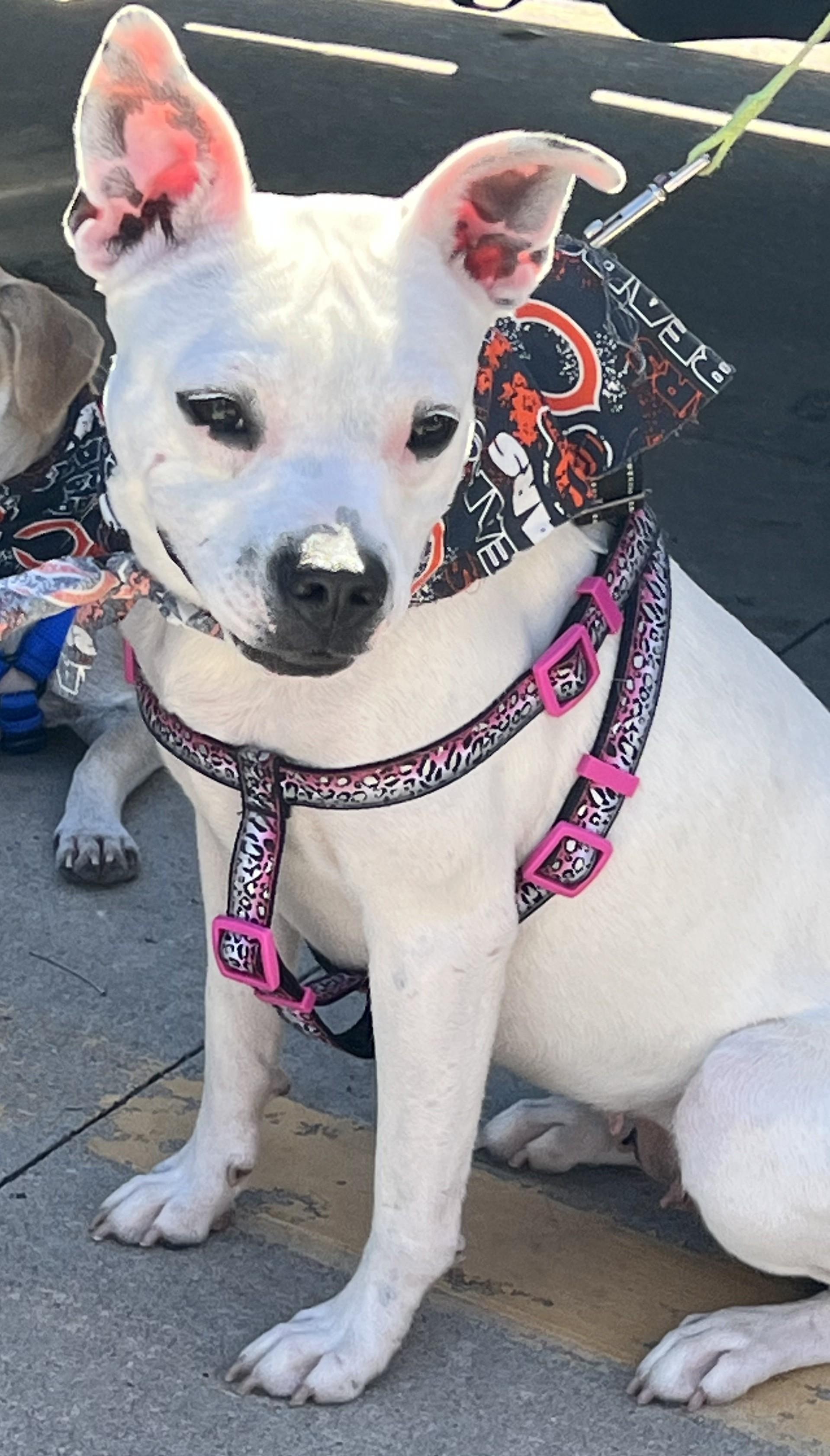 Enlarge Lilianna, a Adoptable mixed breed in Bartlett, IL image 6/6