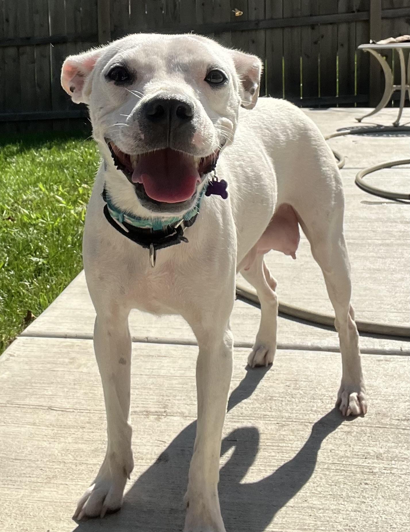 Lilianna, a ADOPTABLE mixed breed in Bartlett, IL image 2/5