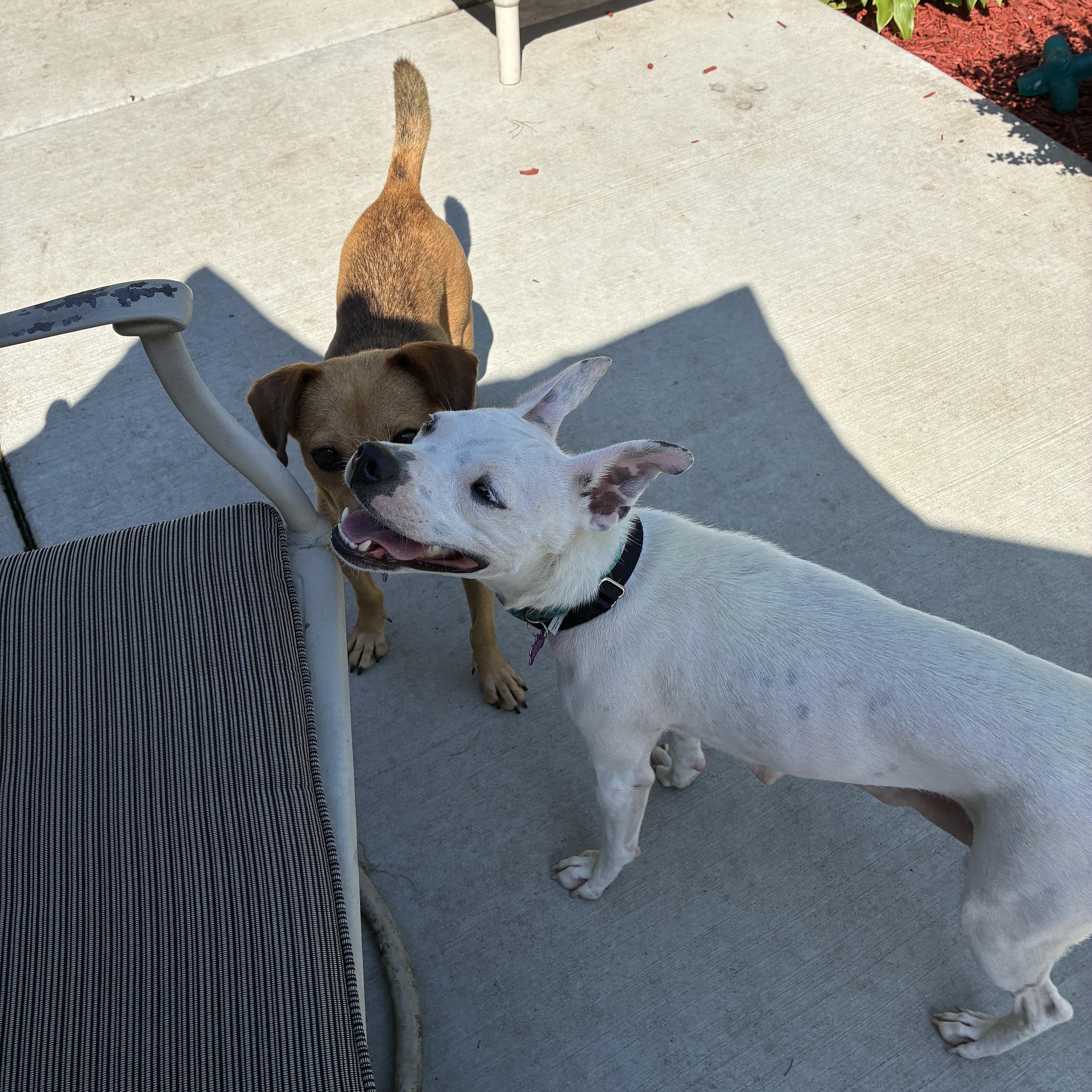 Lilianna, a ADOPTABLE mixed breed in Bartlett, IL image 4/5