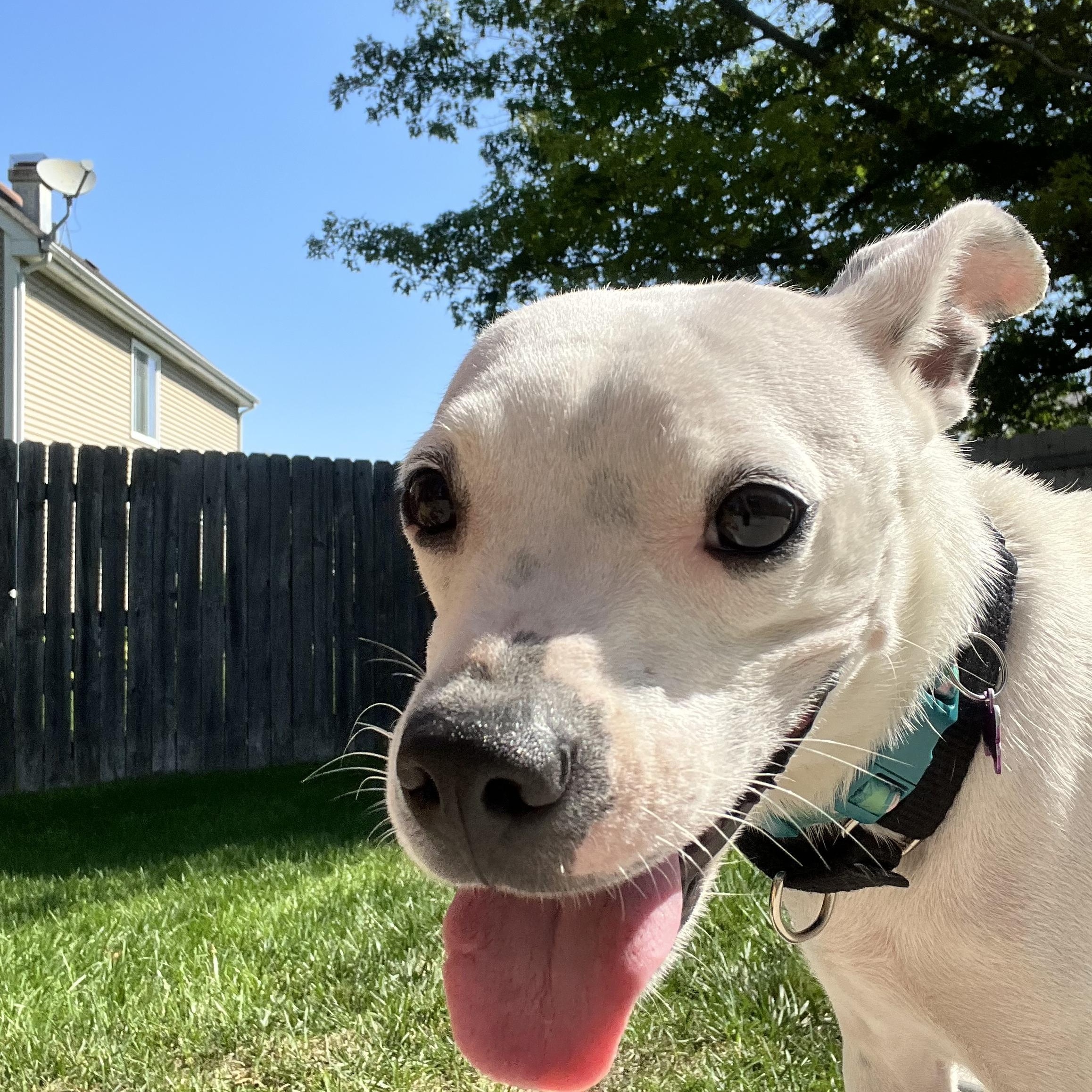 Lilianna, ADOPTABLE, Young Female Boston Terrier & Dalmatian.