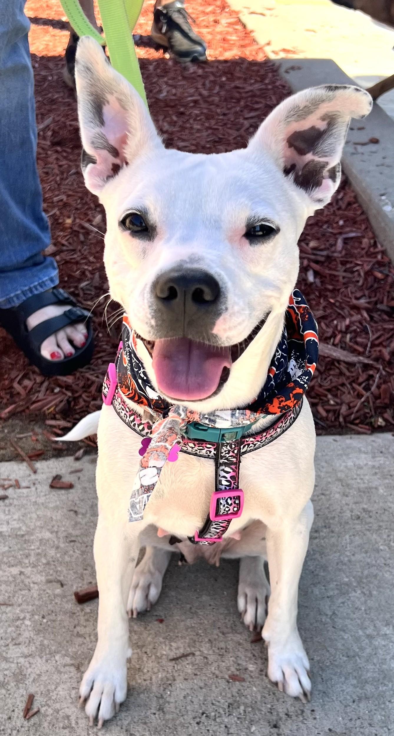 Enlarge Lilianna, a Adoptable mixed breed in Bartlett, IL image 4/6