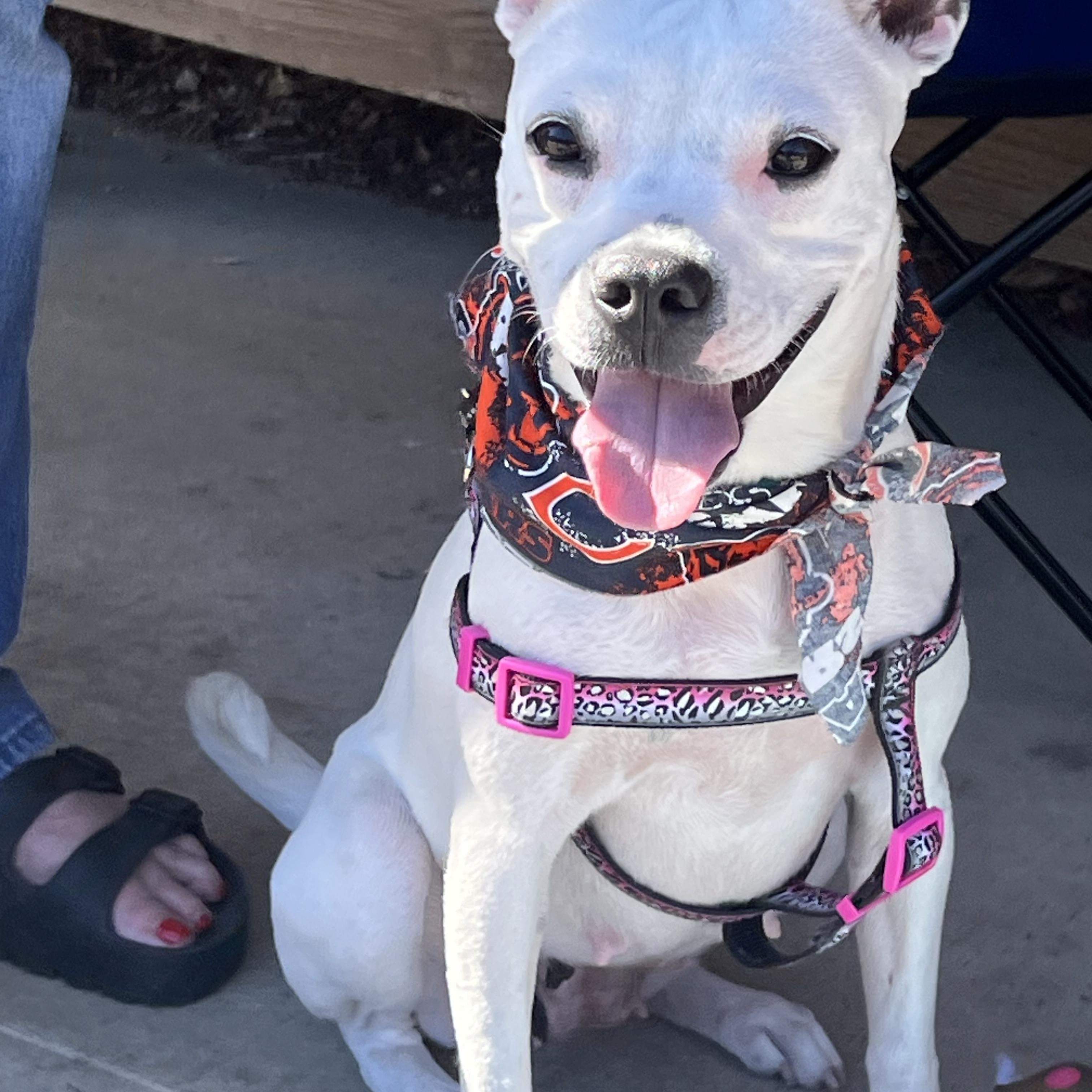 Enlarge Lilianna, a Adoptable mixed breed in Bartlett, IL image 2/6