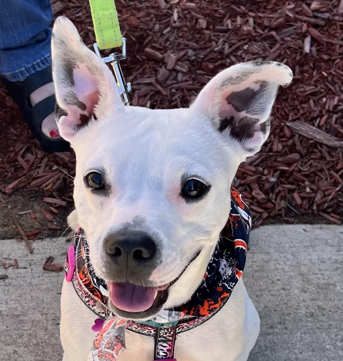 Enlarge Lilianna, a Adoptable mixed breed in Bartlett, IL image 5/6
