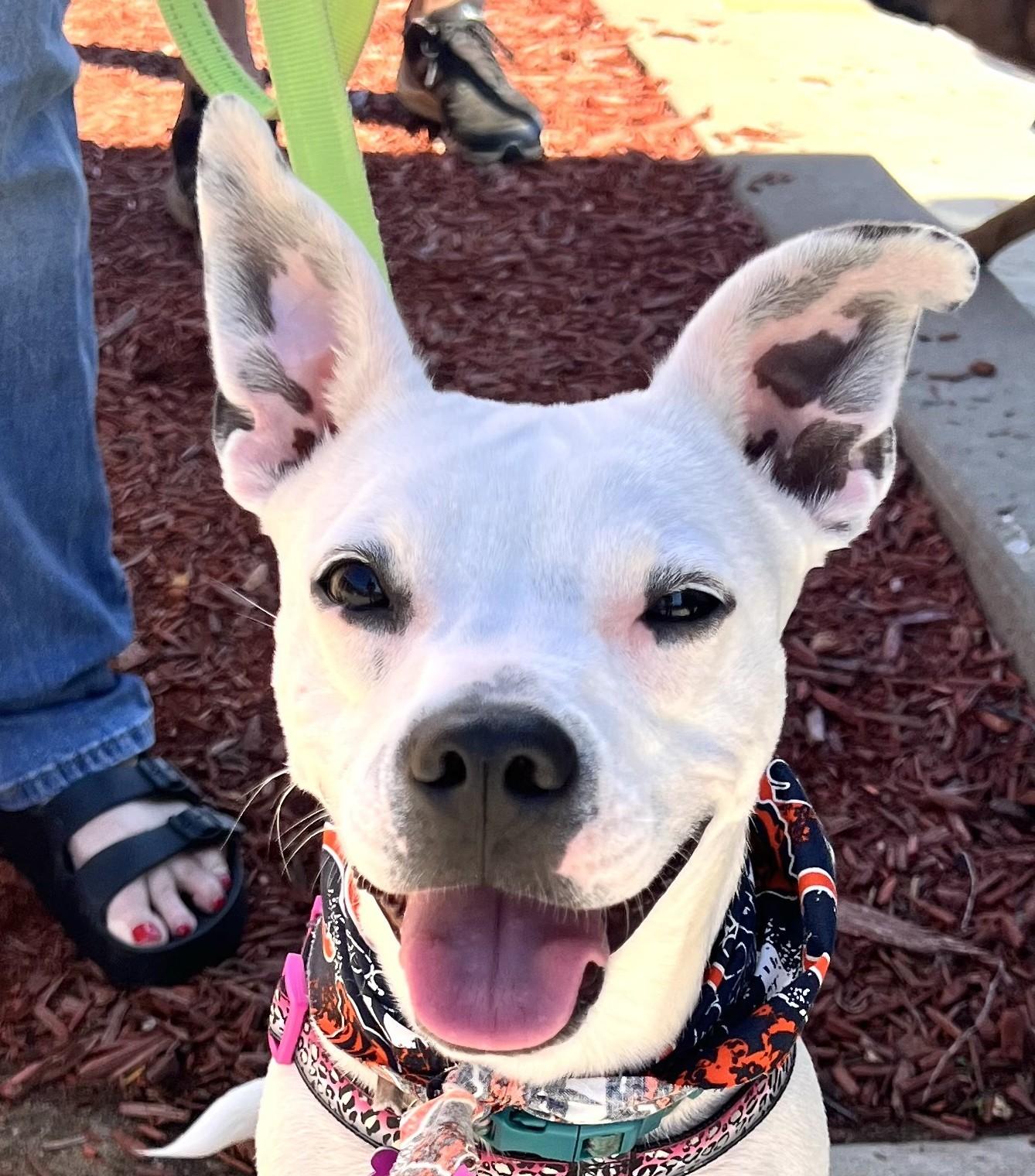 Enlarge Lilianna, a Adoptable mixed breed in Bartlett, IL image 1/6