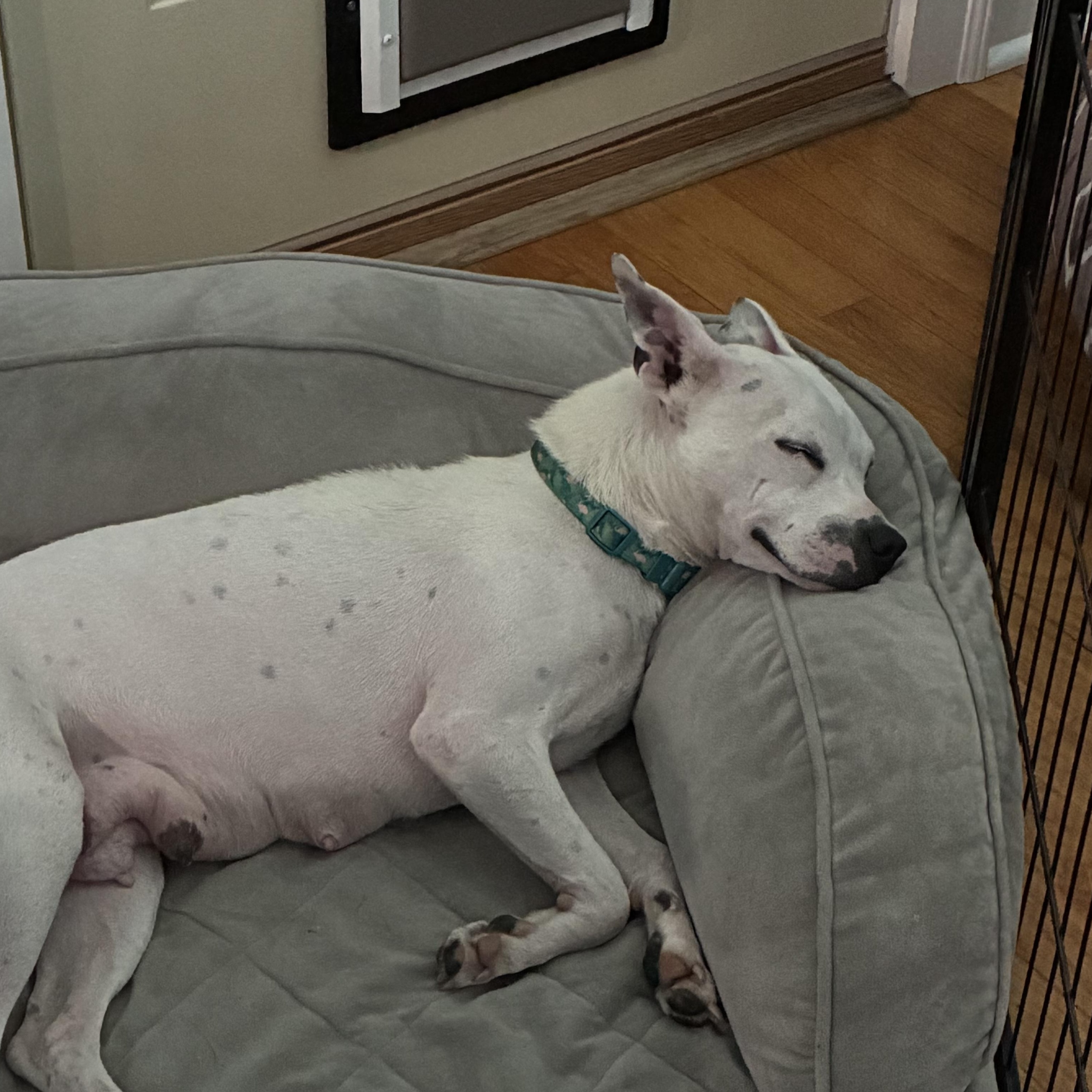 Lilianna, a ADOPTABLE mixed breed in Bartlett, IL image 3/5