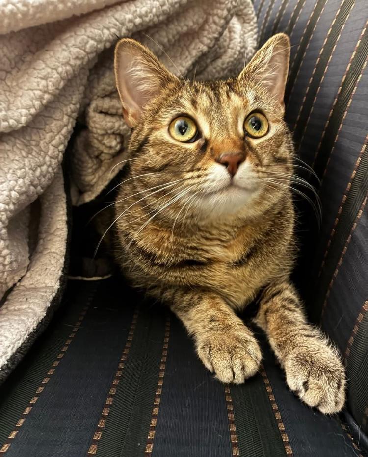 Enlarge Poppy, a Adoptable mixed breed in Cincinnati, OH image 1/6