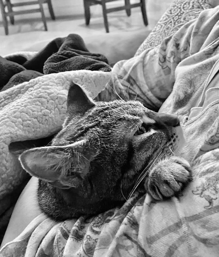 Enlarge Poppy, a Adoptable mixed breed in Cincinnati, OH image 6/6