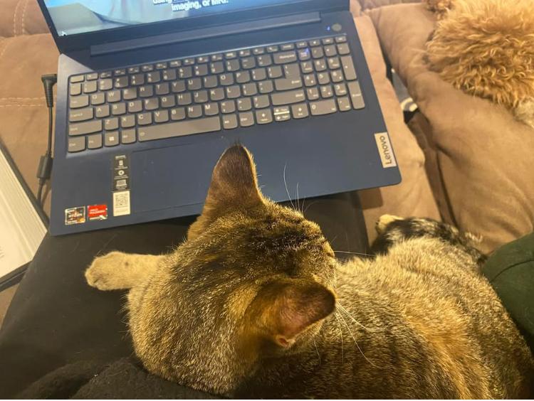 Enlarge Poppy, a Adoptable mixed breed in Cincinnati, OH image 3/6