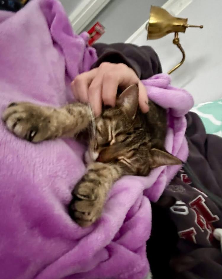 Enlarge Poppy, a Adoptable mixed breed in Cincinnati, OH image 5/6