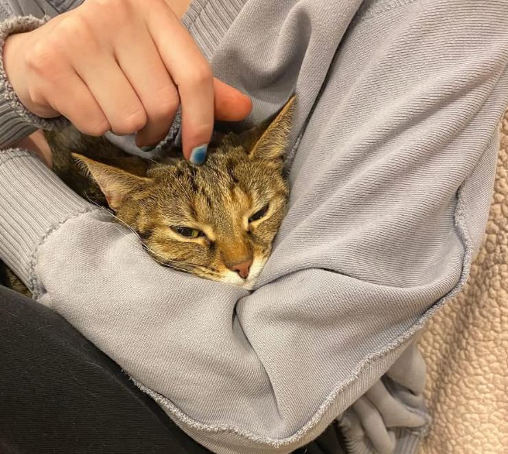 Enlarge Poppy, a Adoptable mixed breed in Cincinnati, OH image 2/6