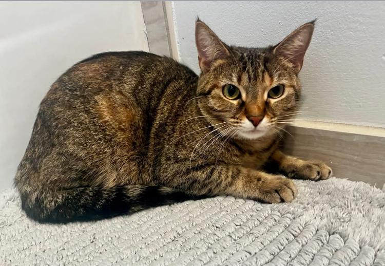 Enlarge Poppy, a Adoptable mixed breed in Cincinnati, OH image 4/6