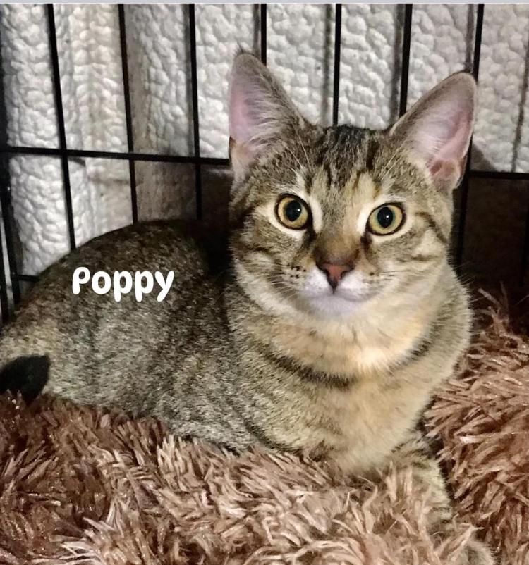 Enlarge Poppy, a Adoptable mixed breed in Cincinnati, OH image 1/1